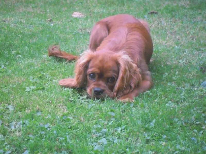 A good doggo image, pt. 2.